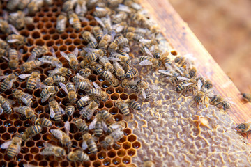 Close up view of working bees on honeycomb with sweet honey.