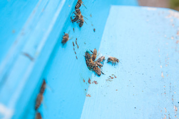 Swarming bees at the entrance of light blue beehive in apiary..