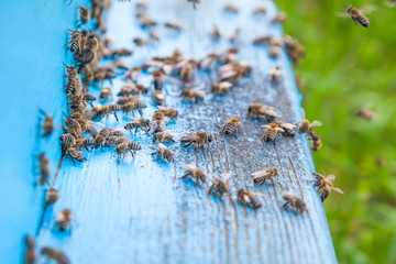Swarming bees at the entrance of light blue beehive in apiary..