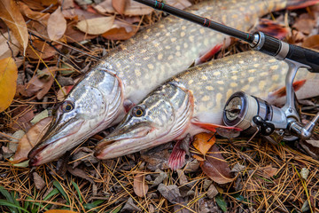Freshwater pike fish. Two freshwater pikes fish and fishing rod with reel on yellow leaves at...