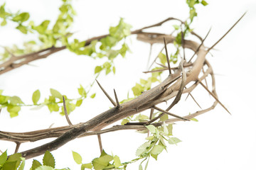 Thorn crown with leaves on white background