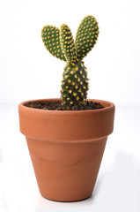 Potted cactus isolated on white background
