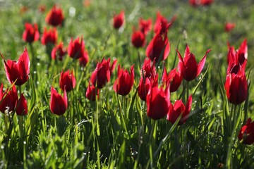 Poppies Flower Wallper oltu/arzurum/turkey