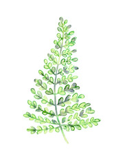 hand drawn watercolor branch of a fern