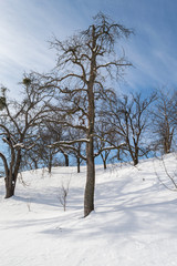 Fototapeta na wymiar Trees in Winter with Snow Sunlight