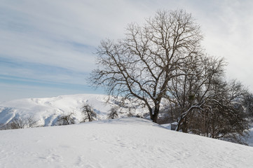 Fototapeta na wymiar Winter Tree Meadow and Mountain Landscape Sunlight