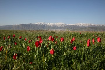 Poppies Flower Wallper oltu/arzurum/turkey