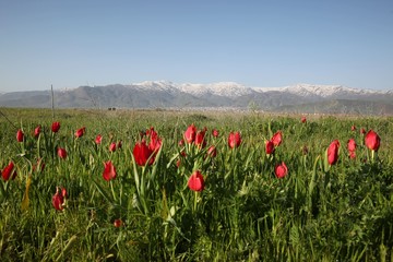 Poppies Flower Wallper oltu/arzurum/turkey