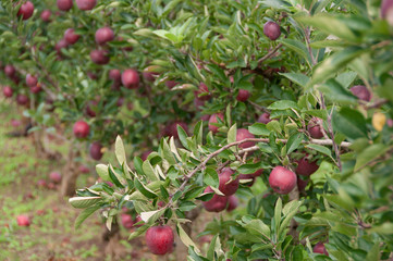 Ripe red apples on a tree in orchard nature background
