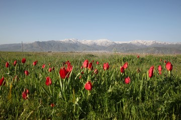 Poppies Flower Wallper oltu/arzurum/turkey
