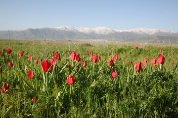 Poppies Flower Wallper oltu/arzurum/turkey