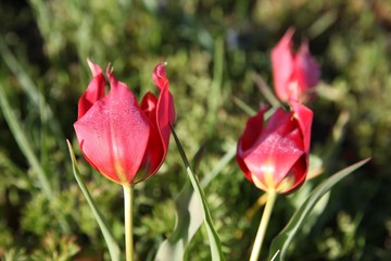 Poppies Flower Wallper oltu/arzurum/turkey