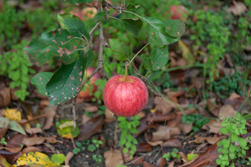 Close up of ripe royal gala apple hanging on a tree