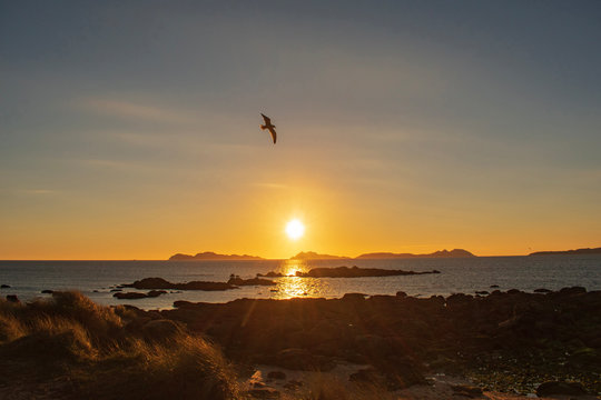 Seagull flying above samil beach at sunset.