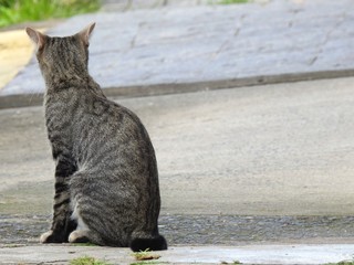 Close-up of a gray and striped street cat seen from behind, on a sidewalk. Surveillance and waiting.