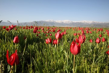 close up of red poppy flowers in a field .oltu/erzurum/turkey