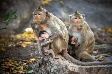 Family of monkeys in the wild.