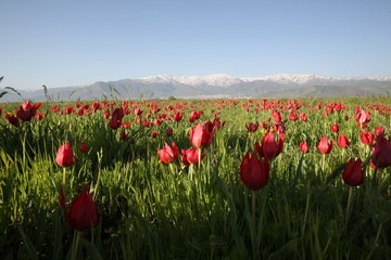 close up of red poppy flowers in a field .oltu/erzurum/turkey