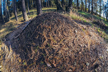 Ant hill in forest in Mazowia region of Poland
