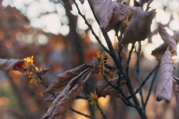 Yellow witch hazel flowers blooming in the winter