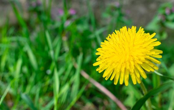 Close-up photo of yellow dandelion flower isolated in the grass. Floral, spring concept