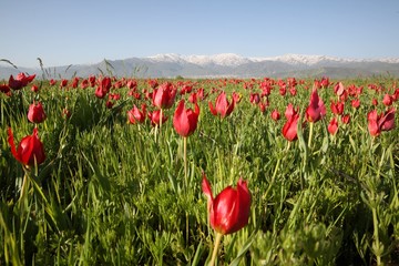 close up of red poppy flowers in a field .oltu/erzurum/turkey