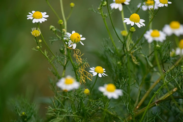 Fototapeta premium Wild flowers, La Pampa. Patagonia, Argentina