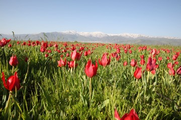 close up of red poppy flowers in a field .oltu/erzurum/turkey