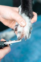 Veterinary cutting the nails of a greyhound in a clinic