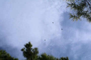 tree in the sky,black bird,cloud,sky,nature,, weather,view,outdoors,