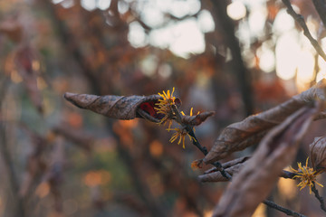  Yellow witch hazel flowers blooming in the winter