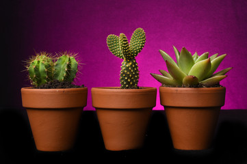 cactus on purple background