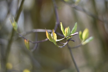 Austreibender Hartriegel