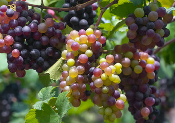 Fresh grape crop in the field.