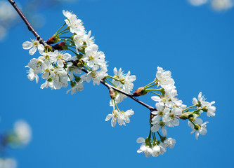 Spring cherry blossoms