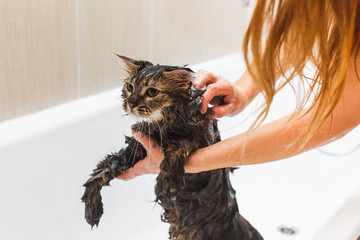 Girl washes a fluffy cat in a white bath