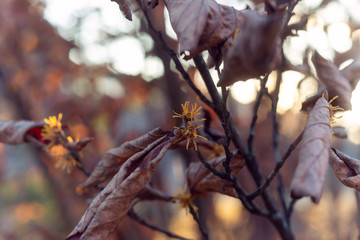  Yellow witch hazel flowers blooming in the winter
