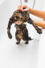 Fluffy wet cat in the bathroom takes a shower