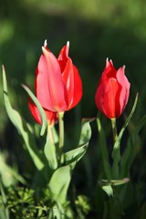 close up of red poppy flowers in a field .oltu/erzurum/turkey