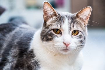 Chat blanc et tigré