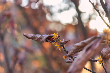  Yellow witch hazel flowers blooming in the winter