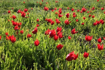 close up of red poppy flowers in a field .oltu/erzurum/turkey