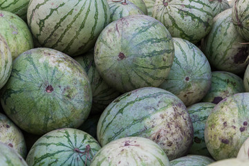 Fototapeta na wymiar A bunch of ripe watermelons. Agricultural culture of Ukraine. Harvesting and selling.