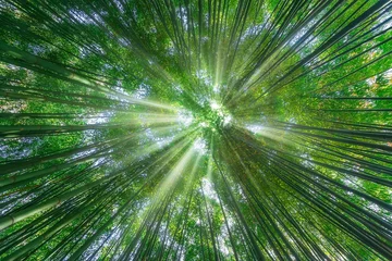 Foto op Canvas nature background of bamboo forest with sun rays © mimadeo