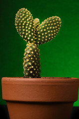 cactus on green background