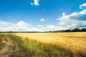 Fototapeta premium Road and Field with yellow wheat and blue sky