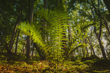 fern bush in the forest