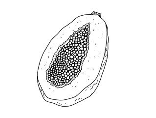 Detailed illustration, without color, of a papaya cut in half showing all its interior