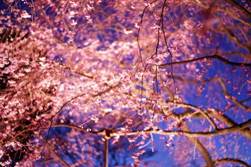 夜桜