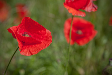 Red poppies on a background of green meadows